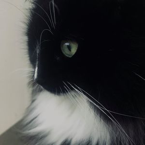 Meet your Posher, Stella